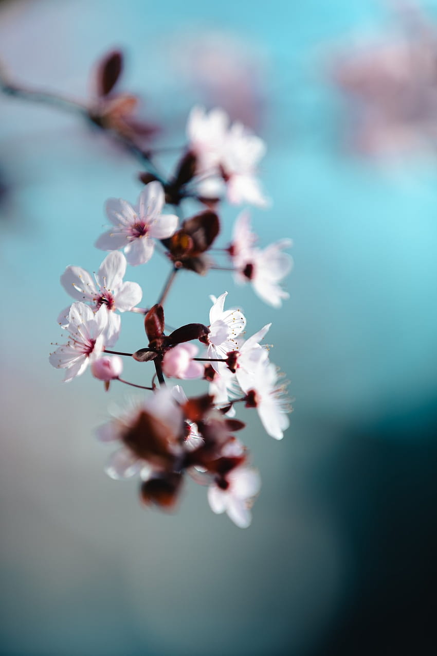 white and pink cherry blossom in close up graphy â on Unsplash, Dark Cherry Blossom HD phone wallpaper